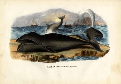 Bowhead Whale by Raimundo Petraroja